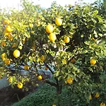 Nostos Koroni (Messinia)