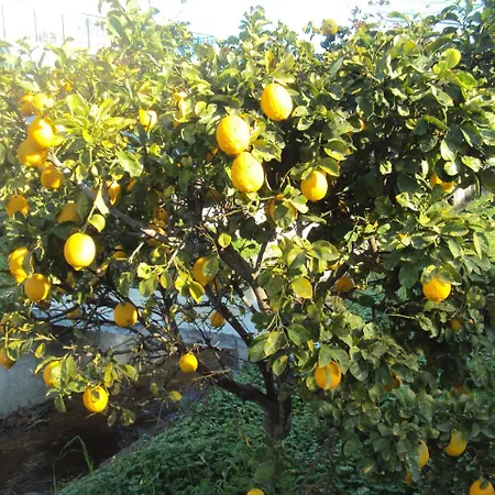 Nostos Koroni (Messinia)
